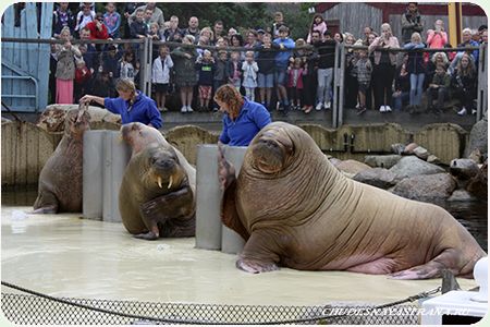 Уличное представление - кормление моржей