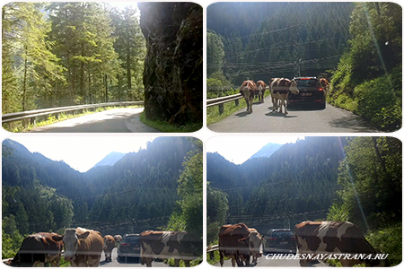 Крутые повороты и коровы на пути к подъемнику Weissee